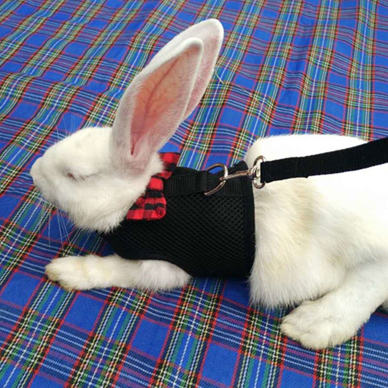 Coleira para coelhos